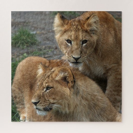 Puzzle Lion 011 par JAMFoto (Vertical)
