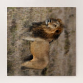 Puzzle Lion africain sauvage (Horizontal)