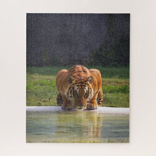 Puzzle Lion Boire de l'eau Big Chat Faune (Vertical)