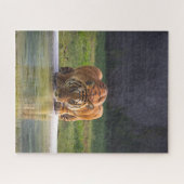 Puzzle Lion Boire de l'eau Big Chat Faune (Horizontal)