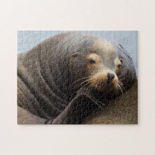 Puzzle Lion de mer de Californie au repos