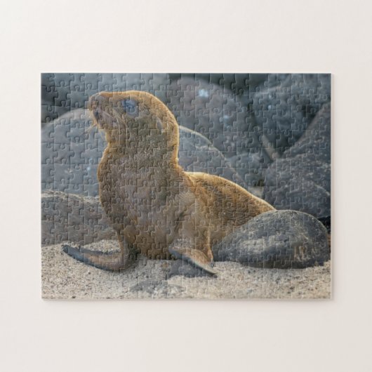 Puzzle Lion de mer des Galapagos (Horizontal)