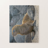 Puzzle Lion de mer des Galapagos (Vertical)