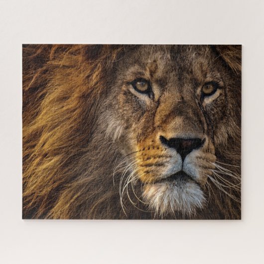 Puzzle Lion, Homme Adulte (Horizontal)