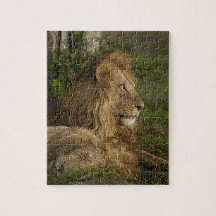 Puzzle Lion, Panthera leo, Lower Mara, Masai Mara GR,