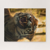 Puzzle Lion Yawning Majestic King of the Jungle (Horizontal)