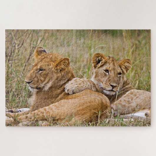 Puzzle Lionceaux se prélassant (Horizontal)