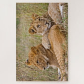 Puzzle Lionceaux se prélassant (Vertical)