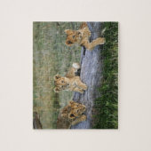 Puzzle Lionceaux sur rondin (Vertical)