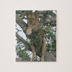 Puzzle Lionne d'escalade d'arbre (Panthera Lion), reine