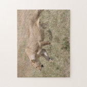 Puzzle lionne en chasse (Vertical)