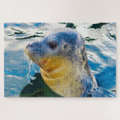 Puzzle Lions de mer (Horizontal)