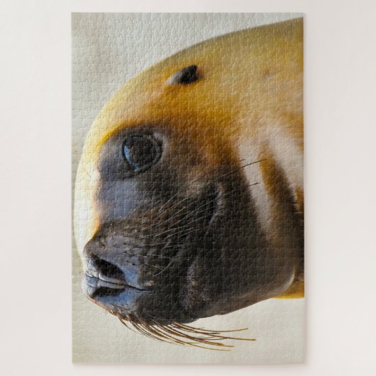 Puzzle Lions de mer (Vertical)