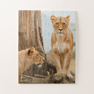 Puzzle Lions femelles scoutant aux arbres morts