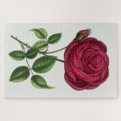 Puzzle Lithographie de rose ancienne, François-Frédéric G (Horizontal)