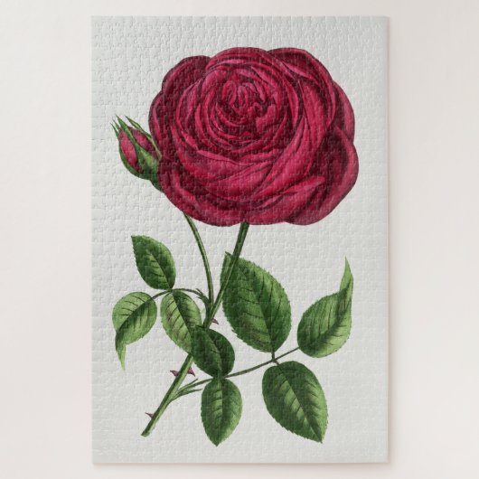 Puzzle Lithographie de rose ancienne, François-Frédéric G (Vertical)
