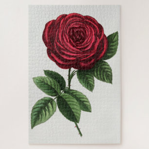 Puzzle Lithographie de rose antique, François-Frédéric Gr