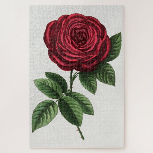 Puzzle Lithographie de rose antique, François-Frédéric Gr (Vertical)