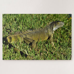 Puzzle Lizard d'Iguana vert en herbe