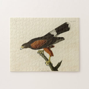 Puzzle Louisiane (Harris's) Hawk Audubon Birds of America