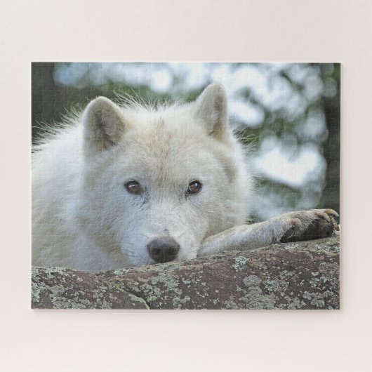 Puzzle LOUP ARCTIQUE 16x20 POUCES (Horizontal)