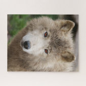 Puzzle Loup blanc boueux (Horizontal)