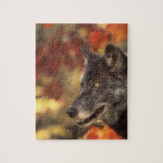 Puzzle Loup en automne (Vertical)