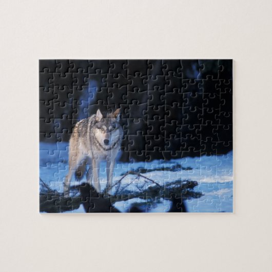Puzzle loup gris, Canis lupus, dans les contreforts (Horizontal)
