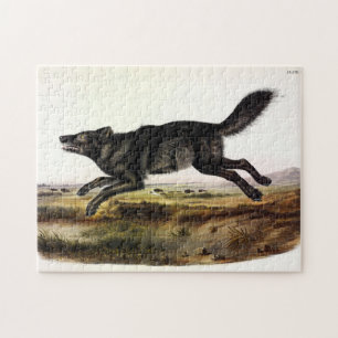 Puzzle Loup noir ou Loup noir-américain (Canis Lupus)
