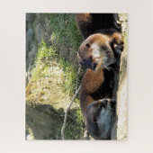 PUZZLE LOUTRES (Vertical)