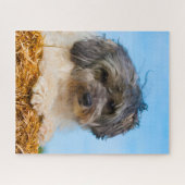 Puzzle Löwchen Chien se reproduit. (Horizontal)