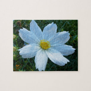 Puzzle Lumière du soleil sur fleur de cosmos blanc