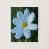 Puzzle Lumière du soleil sur fleur de cosmos blanc (Vertical)