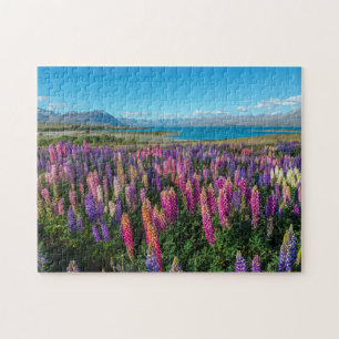 Puzzle Lupines de Russle au lac Tekapo   Nouvelle Zéland