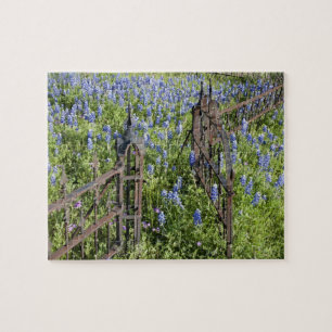 Puzzle Lupins bleus et phlox entourant la grille du cimet