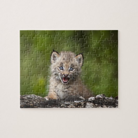 Puzzle Lynx Bébé (Lynx Canadensis) Surplombant Un (Horizontal)