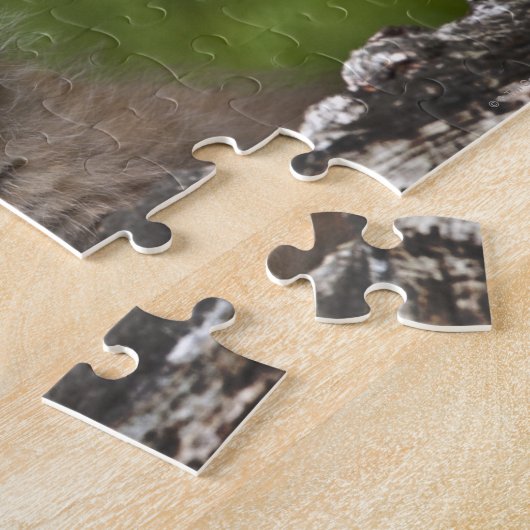 Puzzle Lynx Bébé (Lynx Canadensis) Surplombant Un (Côté)