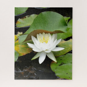 Puzzle Lys blancs fleuris dans un étang à lys