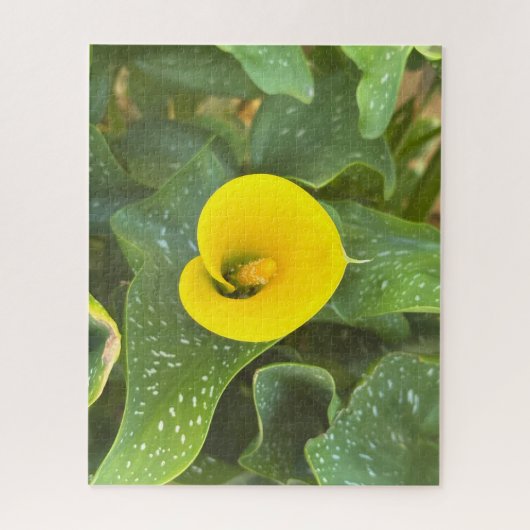 Puzzle Lys calla jaune, San Mateo (Vertical)