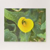 Puzzle Lys calla jaune, San Mateo (Horizontal)
