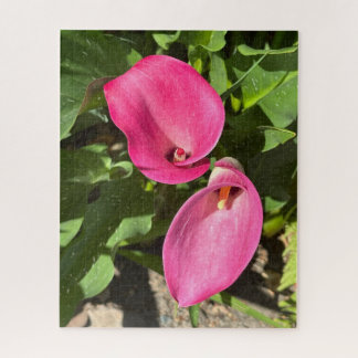 Puzzle Lys calla rose, San Mateo