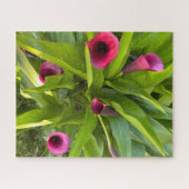 Puzzle Lys calla violet, Oakland (Horizontal)