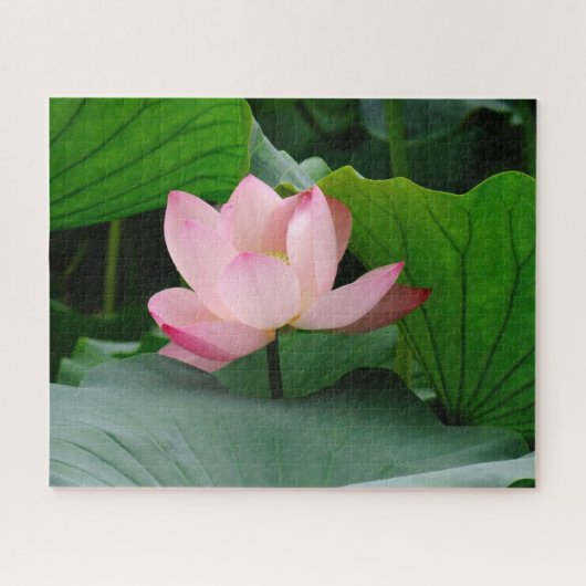 Puzzle Lys d'eau (Horizontal)