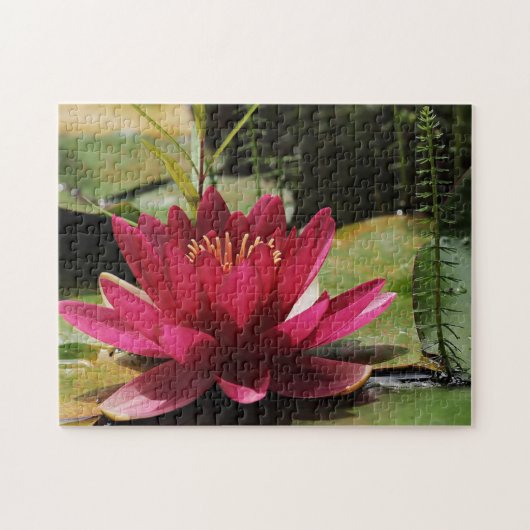 Puzzle Lys d'eau rose (Horizontal)