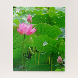 Puzzle Lys d'eau rose en floraison