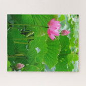 Puzzle Lys d'eau rose en floraison (Horizontal)