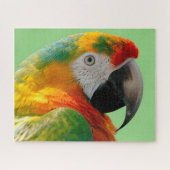 Puzzle Macaw (Horizontal)