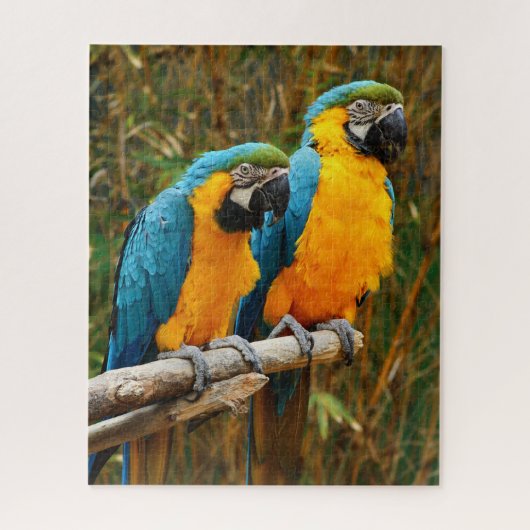 Puzzle Macaw (Vertical)