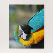 Puzzle Macaw Print, Value Poster Paper (Matte) (Vertical)