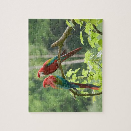 Puzzle Macaws à ailes vertes (Vertical)